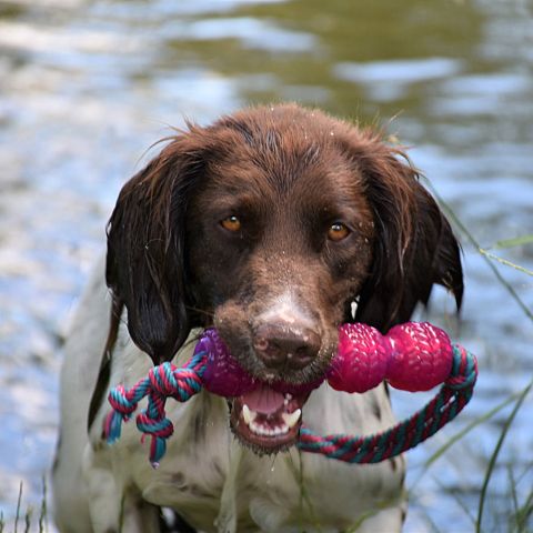 hundezubehoer