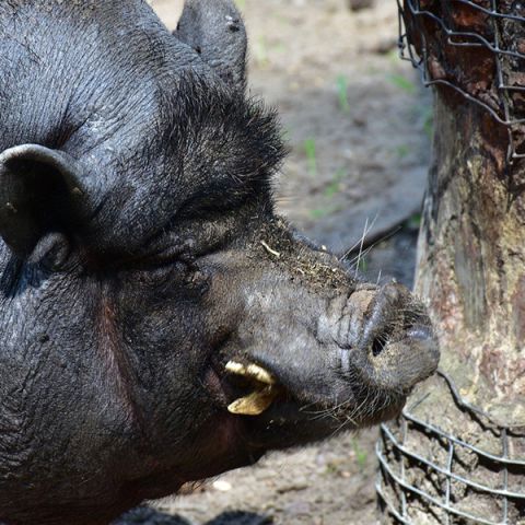 Zuverlässiges Anlocken und Abschrecken von Wild mit unseren Lock- und Vergrämungsmitteln